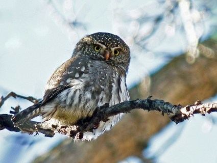 Northern pygmy owl Northern PygmyOwl Identification All About Birds Cornell Lab of