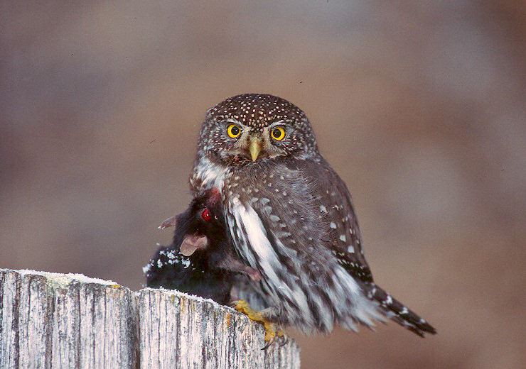 Northern pygmy owl Northern Pygmy Owl Glaucidium californicum Information Pictures