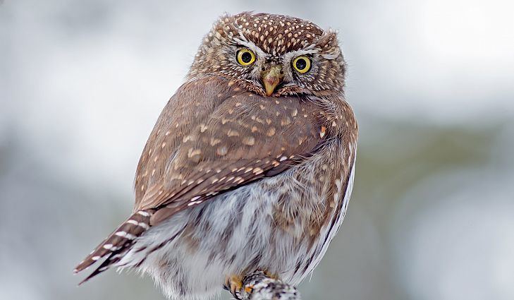 Northern pygmy owl Northern Pygmy Owl Facts Animals of North America WorldAtlascom