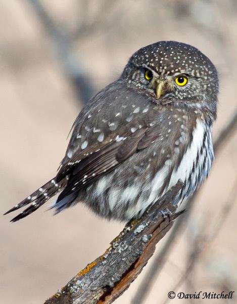 Northern pygmy owl The Owl39s Perch Owl of the Week Northern Pygmy Owl