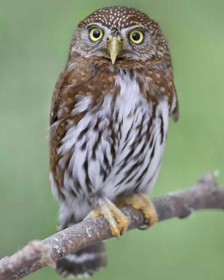 Northern pygmy owl Northern PygmyOwl Audubon Field Guide