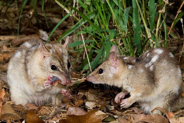 Northern quoll NORTHERN QUOLL Wildlife Preservation Society Queensland