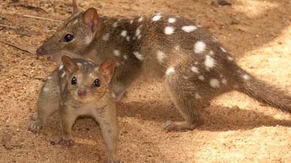Northern quoll Saving the northern quoll University of Technology Sydney