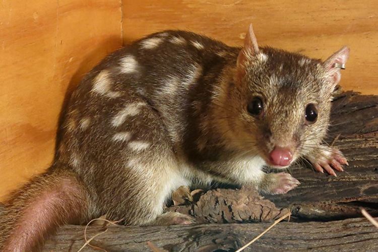 Northern quoll Northern quoll ABC News Australian Broadcasting Corporation
