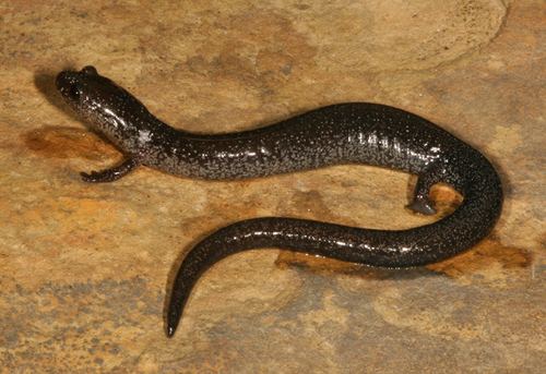Northern ravine salamander Northern Ravine Salamander observed by herpguy on May 13 2010