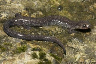 Northern ravine salamander Plethodon electromorphus Northern ravine salamander Discover Life