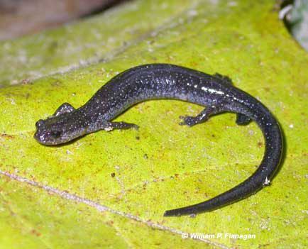 Northern ravine salamander Ravine Salamander Plethodon electromorphus