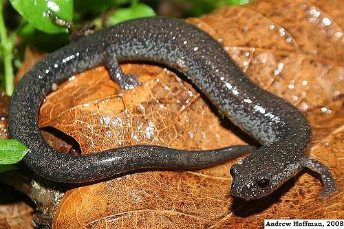 Northern ravine salamander httpsc1staticflickrcom322832195694885b304