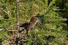 Northern red-backed vole httpsuploadwikimediaorgwikipediacommonsthu