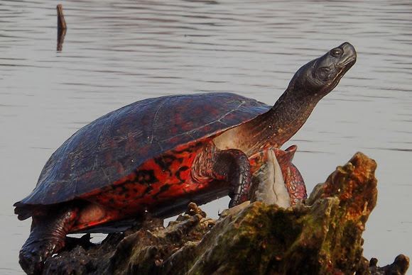 Northern red-bellied cooter Northern Redbellied Cooter Project Noah