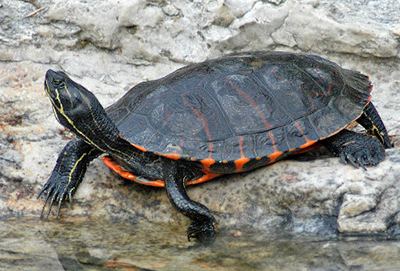 Northern red-bellied cooter Turtles of Virginia