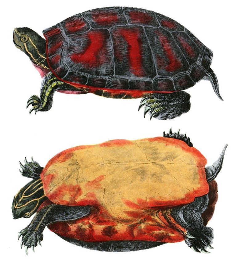 Northern red-bellied cooter Northern redbellied cooter Wikipedia