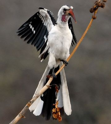 Northern red-billed hornbill Northern Redbilled Hornbill