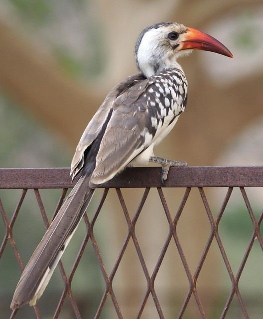 Northern red-billed hornbill African Bird Club