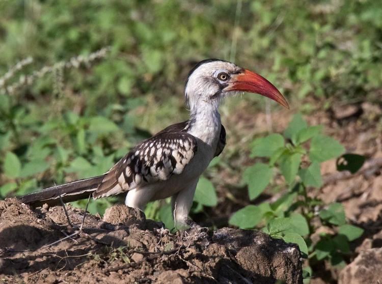 Northern red-billed hornbill Redbilled Hornbill Tockus erythrorhynchus videos photos and