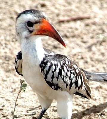 Northern red-billed hornbill Northern Redbilled Hornbill