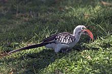 Northern red-billed hornbill httpsuploadwikimediaorgwikipediacommonsthu