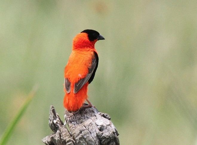 Northern red bishop Oriental Bird Club Image Database Northern Red Bishop Euplectes