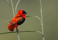 Northern red bishop httpsuploadwikimediaorgwikipediacommonsthu