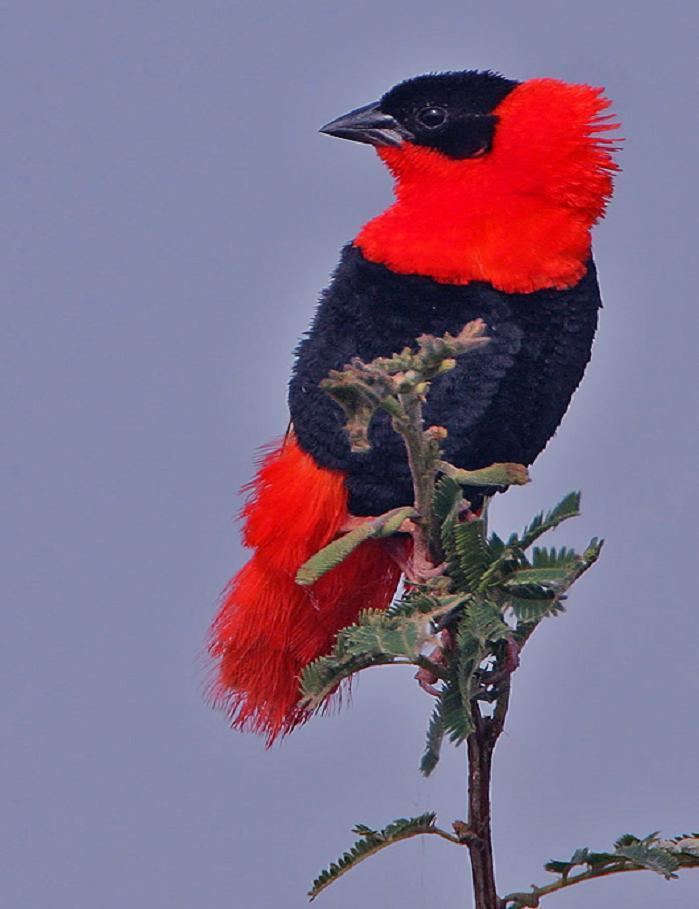 Northern red bishop Northern Red Bishop quotEuplectes franciscanusquot By rainbirder Flickr