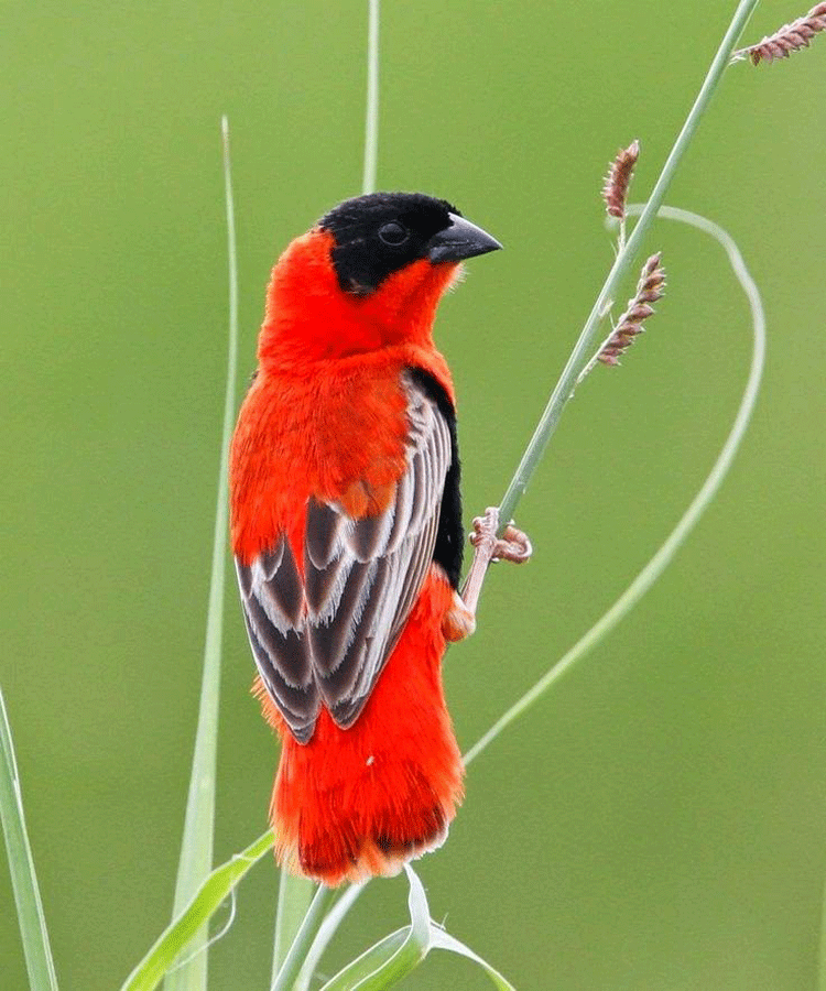 Northern red bishop Beautiful Birds Colorful Northern Red bishop And Orange Bishop