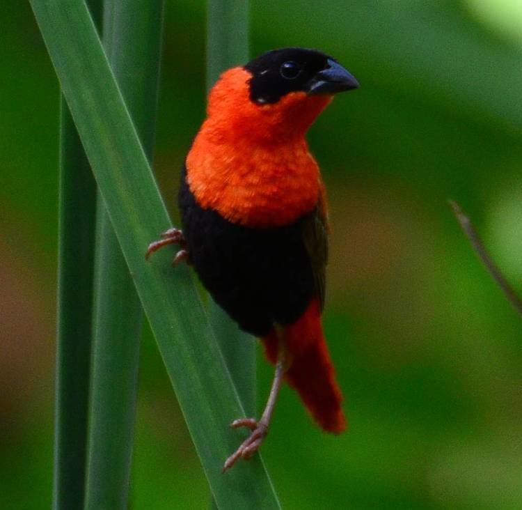 Northern red bishop Northern Red Bishop Nature