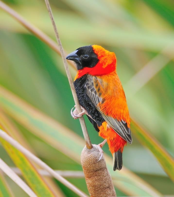 Northern red bishop Northern Red Bishop or Orange Bishop Euplectes franciscanus by