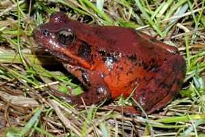 Northern red-legged frog ODFW Conservation Strategy Frogs and Toads