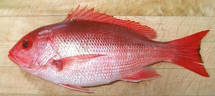 Northern red snapper Snapper Family