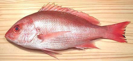 Northern red snapper Snapper Family