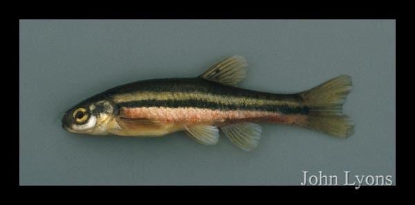 Northern redbelly dace Fish Details