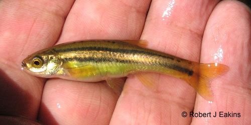 Northern redbelly dace Ontario Freshwater Fishes Life History Database Species Detail