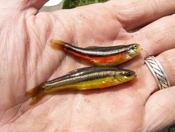 Northern redbelly dace Northern Redbelly Dace Phoxinus eos South Nation Conservation