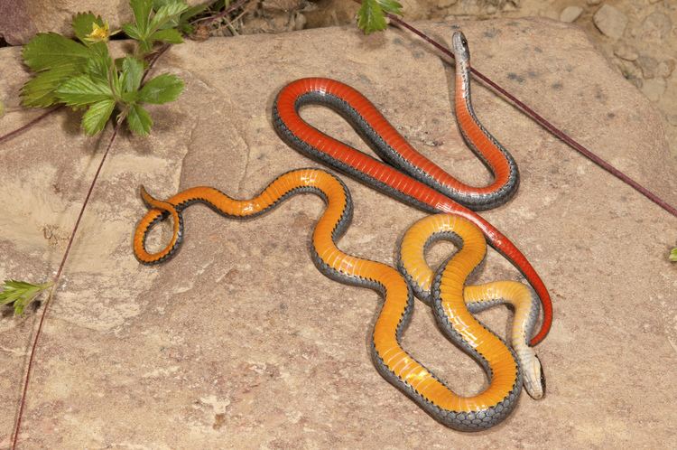 Northern redbelly snake Northern Redbelly Snake and Northern Ringnecked Snake Flickr