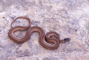 Northern redbelly snake Northern Redbelly Snake Daviess Co Audubon Society
