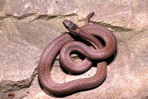 Northern redbelly snake wwwdaviessaudubonnetewredbellysnakejpg