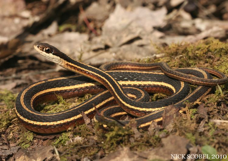 Northern ribbon snake Northern Ribbon Snake Thamnophis sauritus septentrionalis Flickr