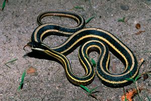 Northern ribbon snake DNR Northern Ribbon Snake Thamnophis sauritus septentrionalis