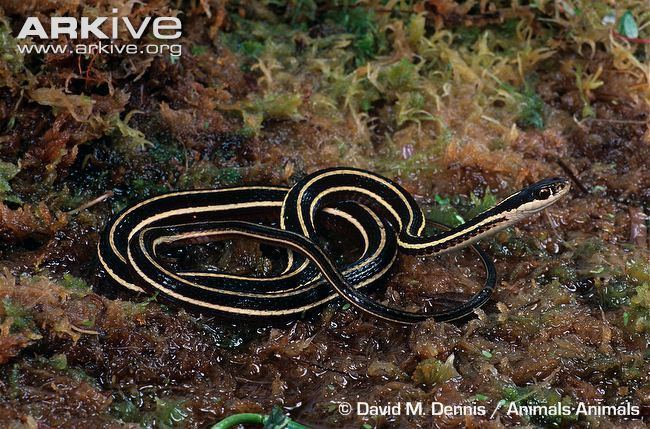 Northern ribbon snake Eastern ribbon snake videos photos and facts Thamnophis sauritus