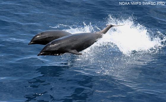 Northern right whale dolphin wwwnmfsnoaagovprimagescetaceansnorthernrigh
