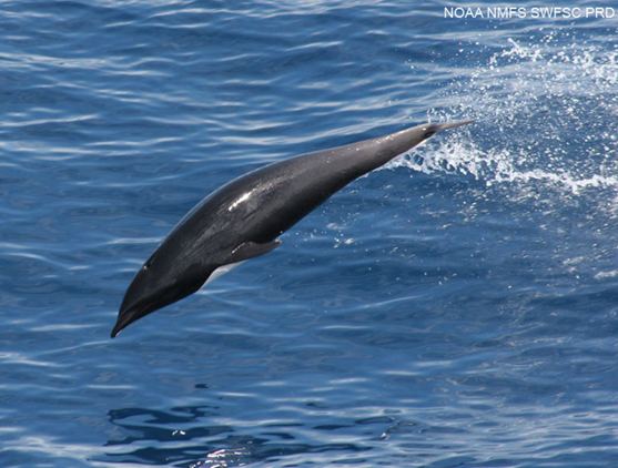 Northern right whale dolphin Northern Right Whale Dolphin Lissodelphis borealis Office of