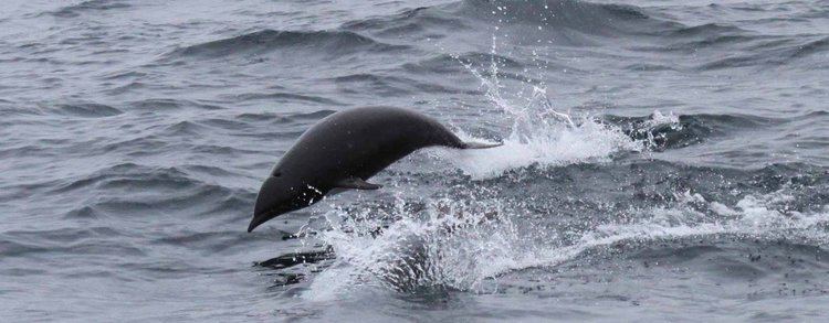 Northern right whale dolphin Northern Right Whale Dolphin Species Guide WDC
