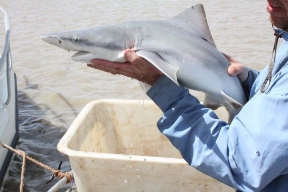 Northern river shark Recent survey discovers significant population of the endangered