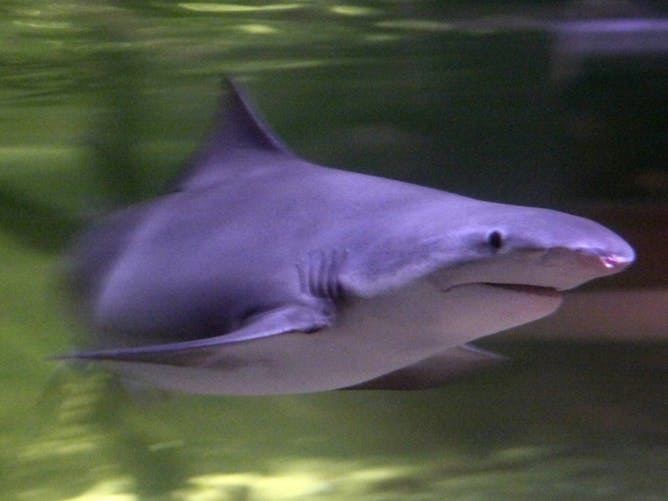 Northern river shark Australian endangered species Northern River Shark
