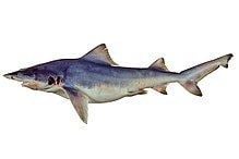 Northern river shark httpsuploadwikimediaorgwikipediacommonsthu