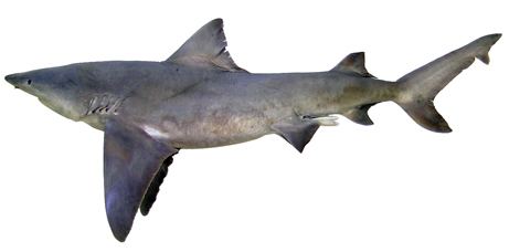 Northern river shark 100 New Sharks Rays Named in Australia