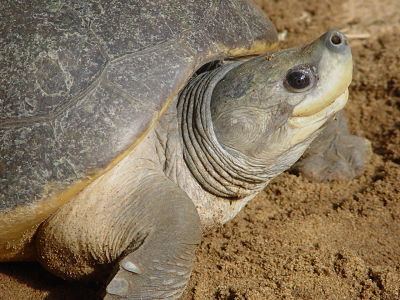 Northern river terrapin By Species Turtle Survival Alliance TSA