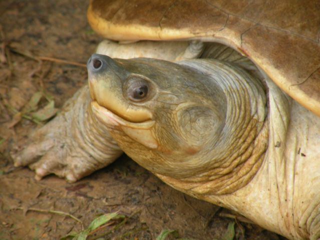 Northern river terrapin By Species Turtle Survival Alliance TSA