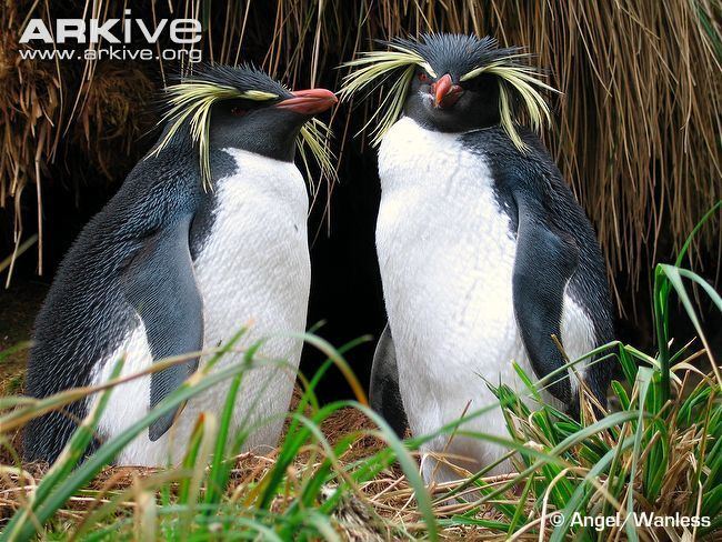 Northern rockhopper penguin Northern rockhopper penguin videos photos and facts Eudyptes