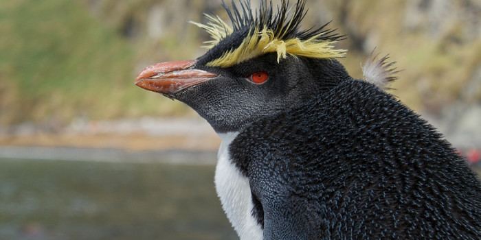 Northern rockhopper penguin Northern Rockhopper Penguin Our Endangered World